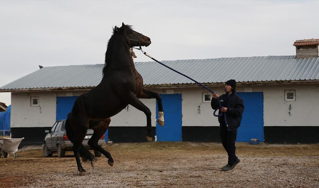 Yarış kariyeri boyunca sahibine 2,2 milyon lira kazandıran, pistlerin efsane