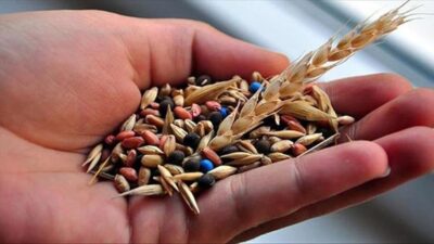 ANKARA (AA) – G&uuml;ldal, AA muhabirine, T&uuml;rkiye i&ccedil;in tohumculuğun &ccedil;ok