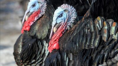 Yılbaşı sofralarının özel tatlarından hindinin satışı, geleneksel pazar yerlerinden e-ticaret