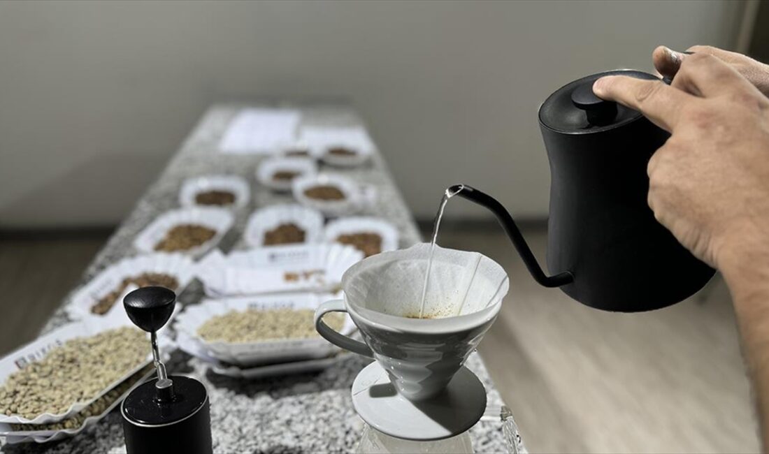 Doğu Afrika ülkesi Etiyopya'da yetişen kahve, aroması ve lezzetinden dolayı