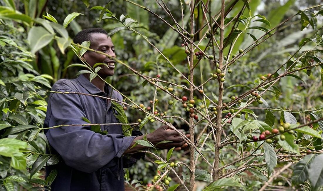 Türk kahve firmaları, kahvesiyle dünyaya ün salan Doğu Afrika ülkesi