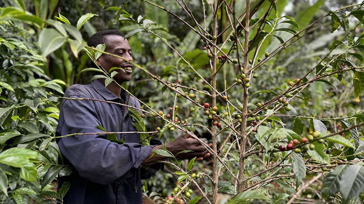 Türk kahve firmaları, kahvesiyle dünyaya ün salan Doğu Afrika ülkesi