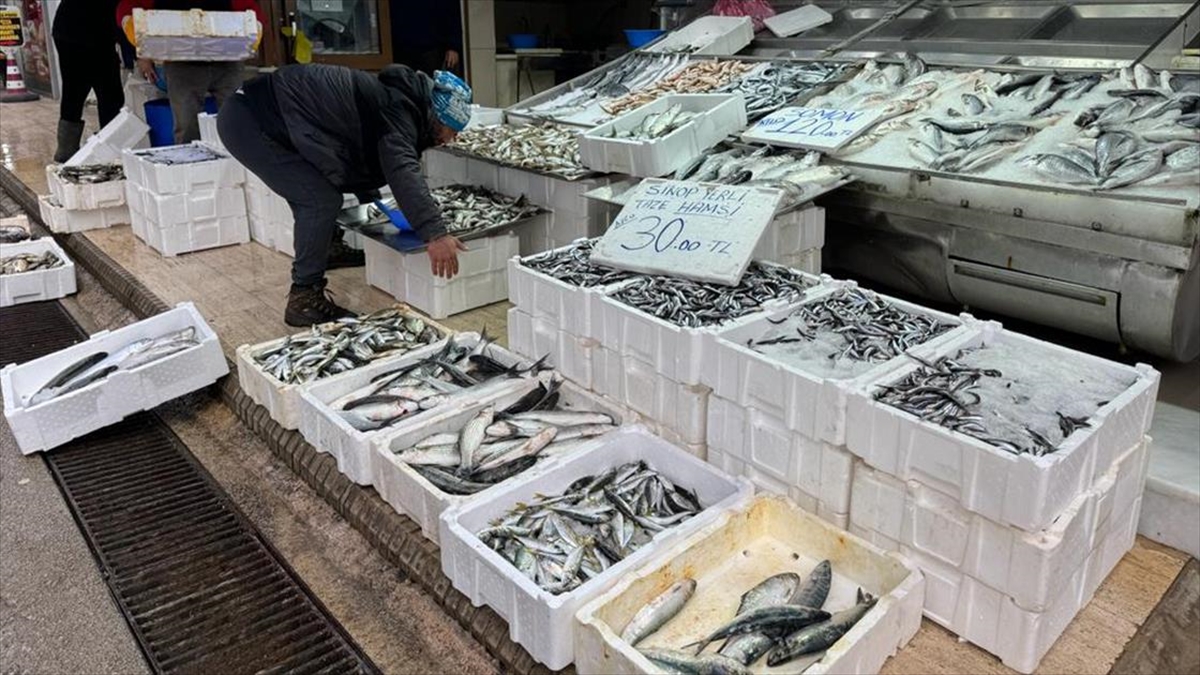 Türkiye'nin önemli balıkçılık kentlerinden Sinop'ta tezgahlarda balık bolluğu yaşanıyor.