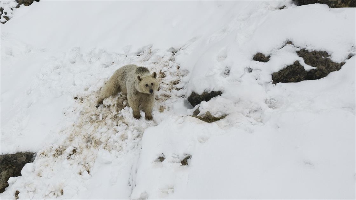 Tunceli'nin Ovacık ilçesinde bir bozayı, karla kaplı Munzur Dağları'nda yiyecek