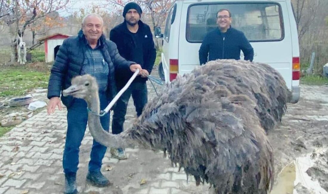 Deve kuşunun kara yolunda koşması cep telefonu kamerasıyla kaydedilirken, belediye