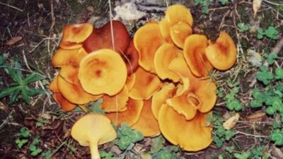 Bursa Yüksek İhtisas Eğitim ve Araştırma Hastanesinde görevli Acil Tıp