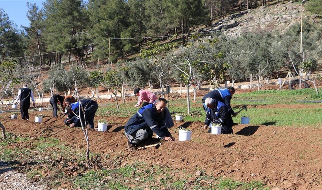 "Maraş dondurması"na kattığı lezzet, kıvam ve aroma sebebiyle dondurmanın hammaddesi