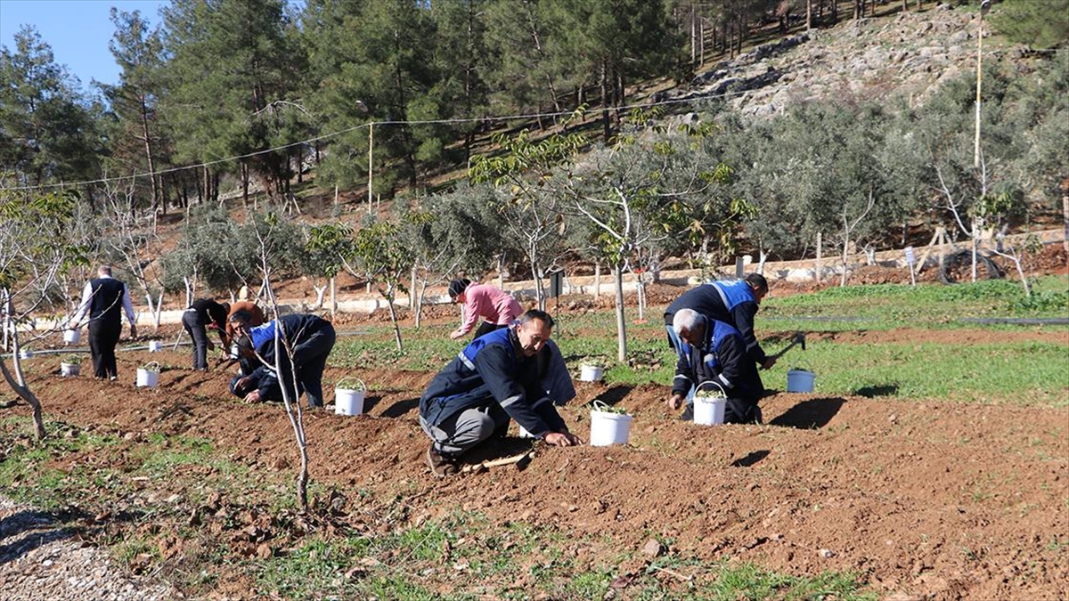 "Maraş dondurması"na kattığı lezzet, kıvam ve aroma sebebiyle dondurmanın hammaddesi