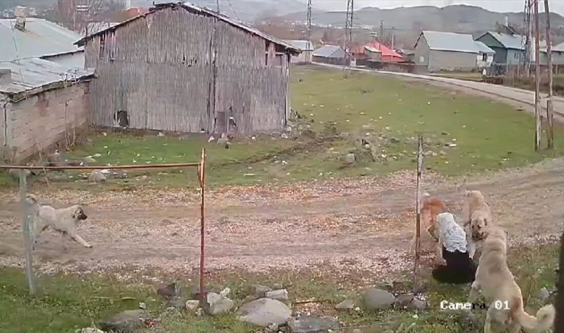 Muş'un Varto ilçesinde köpeklerin saldırdığı yaşlı kadın yaralandı.