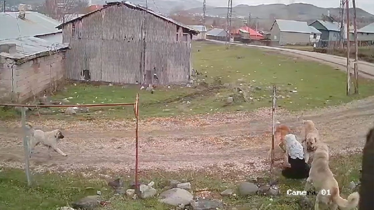 Muş'un Varto ilçesinde köpeklerin saldırdığı yaşlı kadın yaralandı.