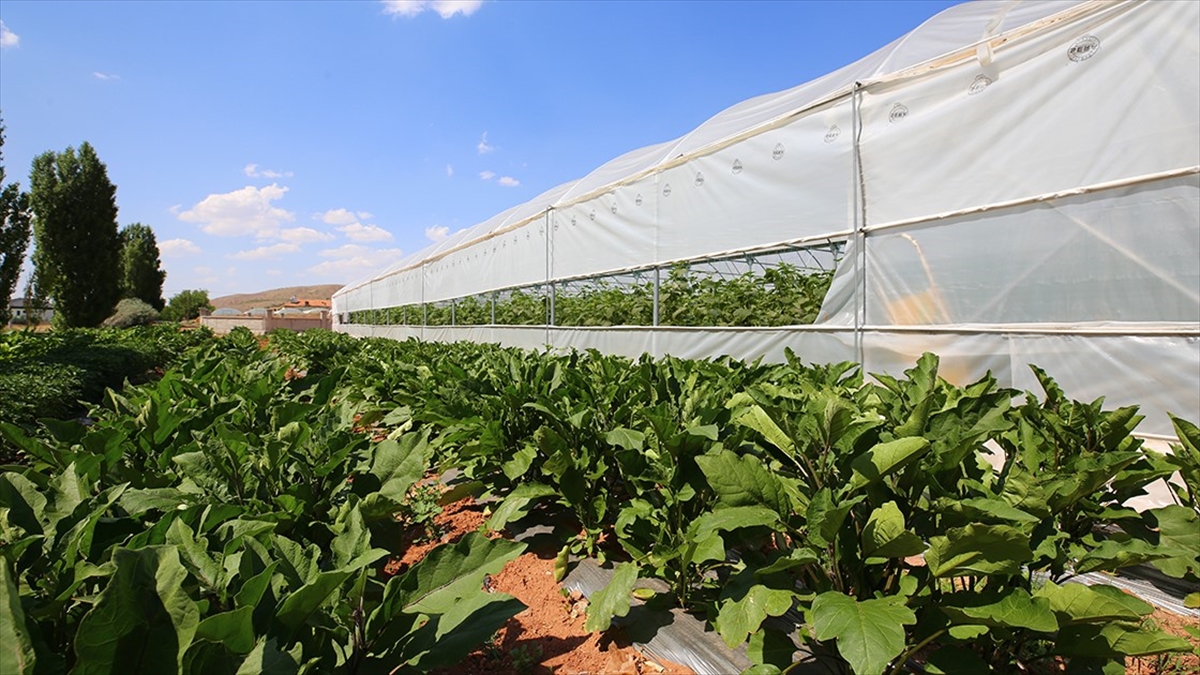 Tarım Sigortaları Havuzu (TARSİM) 2024 yılı için prim tarife fiyatlarında