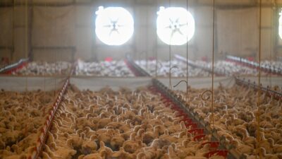 Türkiye genelinde tavuk eti üretimi, ekimde geçen yılın aynı ayına