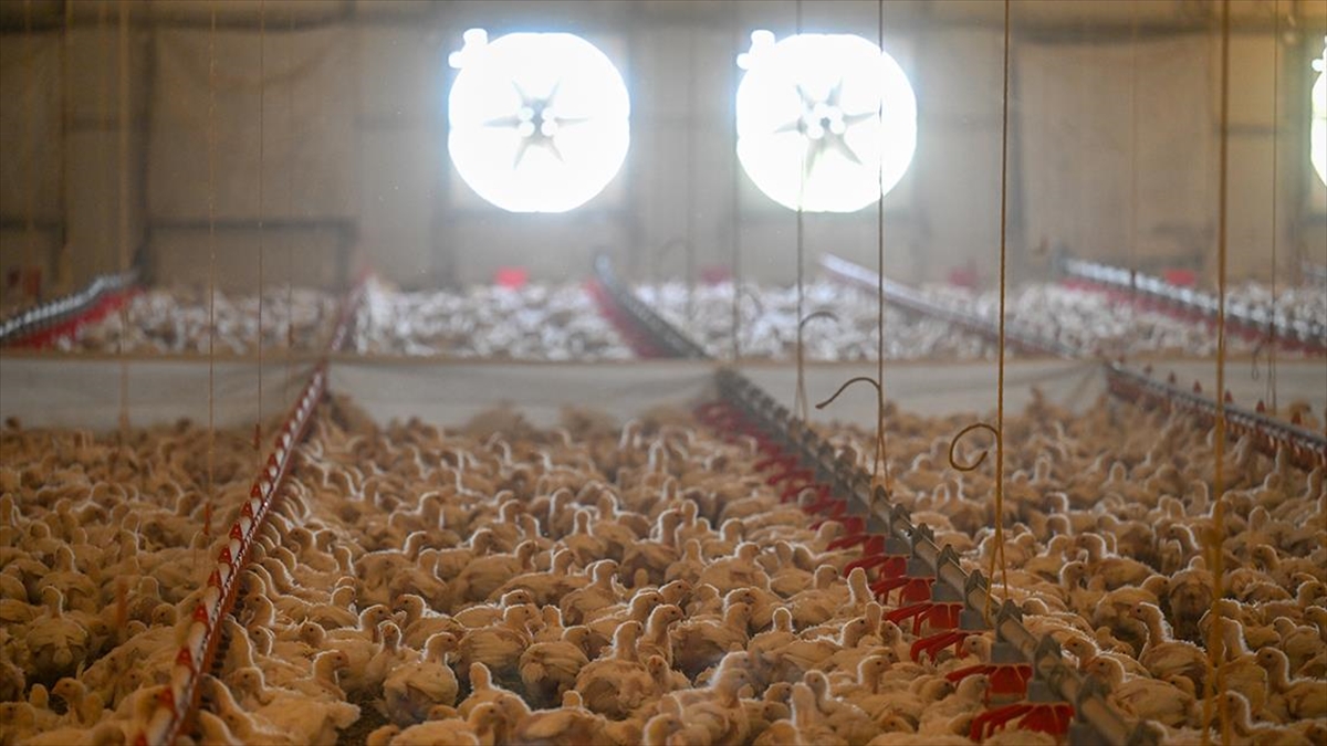 Türkiye genelinde tavuk eti üretimi, ekimde geçen yılın aynı ayına