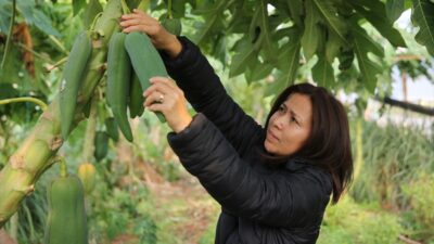 ANTALYA (AA) – AYŞE YILDIZ – Antalya'da uzun denemeler sonucu,