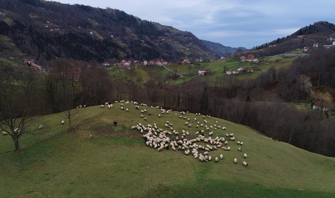 Trabzon'un dik yamaçlarında, koyun sürüleriyle şenlenen meralarda çobanların mesaisi devam