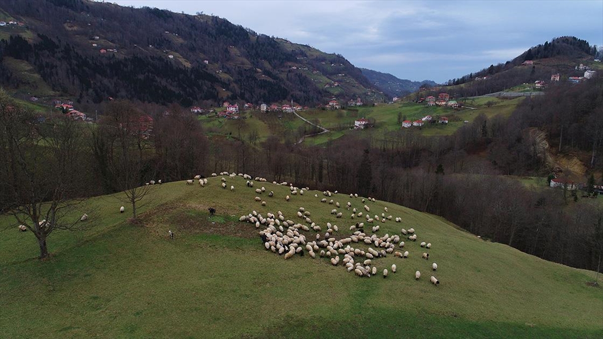 Trabzon'un dik yamaçlarında, koyun sürüleriyle şenlenen meralarda çobanların mesaisi devam