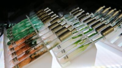 Bolu Abant İzzet Baysal Üniversitesinde (BAİBÜ) geliştirilen projede mürekkep balıkları