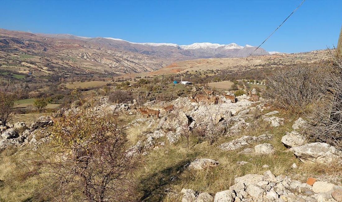 Tunceli'nin Çemişgezek ilçesinde koruma altındaki yaban keçileri, sürü halinde indikleri