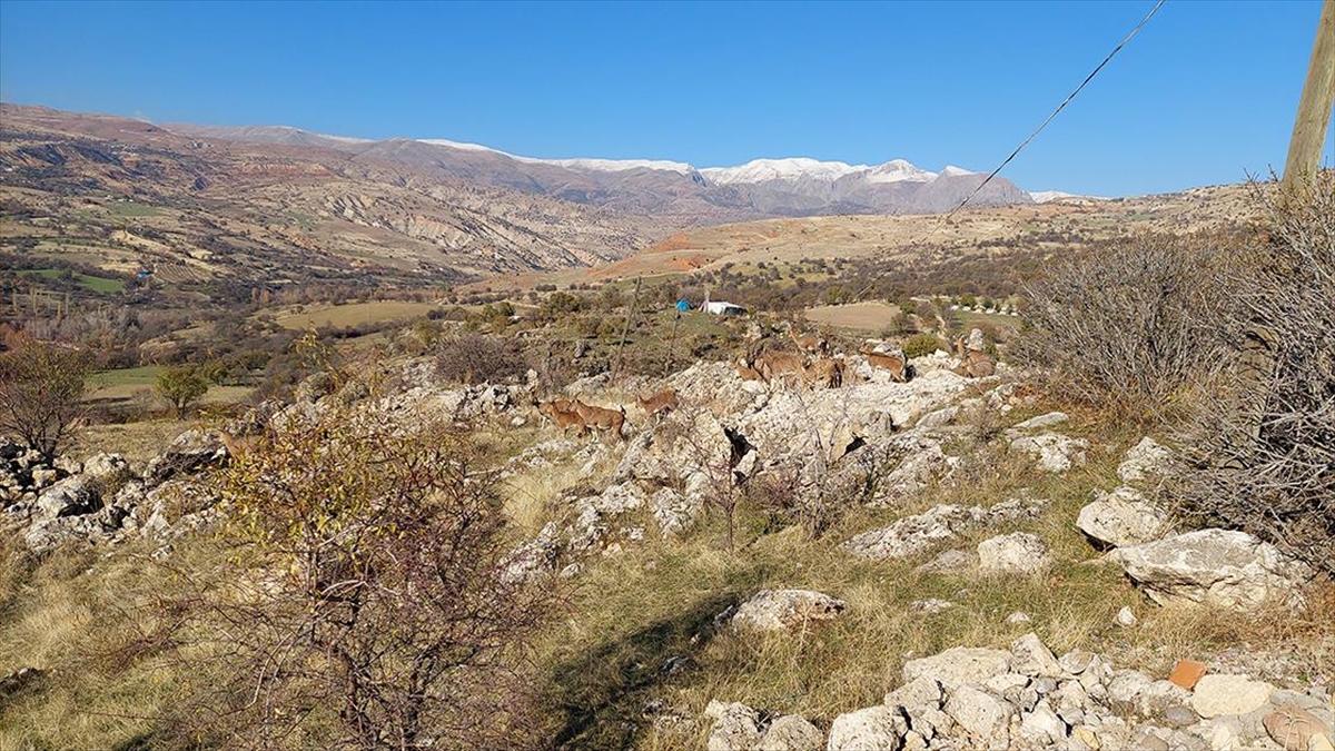 Tunceli'nin Çemişgezek ilçesinde koruma altındaki yaban keçileri, sürü halinde indikleri
