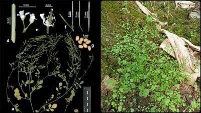 Türk akademisyenler, Akdeniz Bölgesi'nde muz alanlarındaki çalışmaları sırasında dünyada istilacı