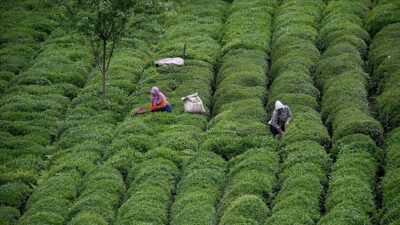 TRABZON (AA) – Doğu Karadeniz İhracat&ccedil;ılar Birliği Y&ouml;netim Kurulu Başkan