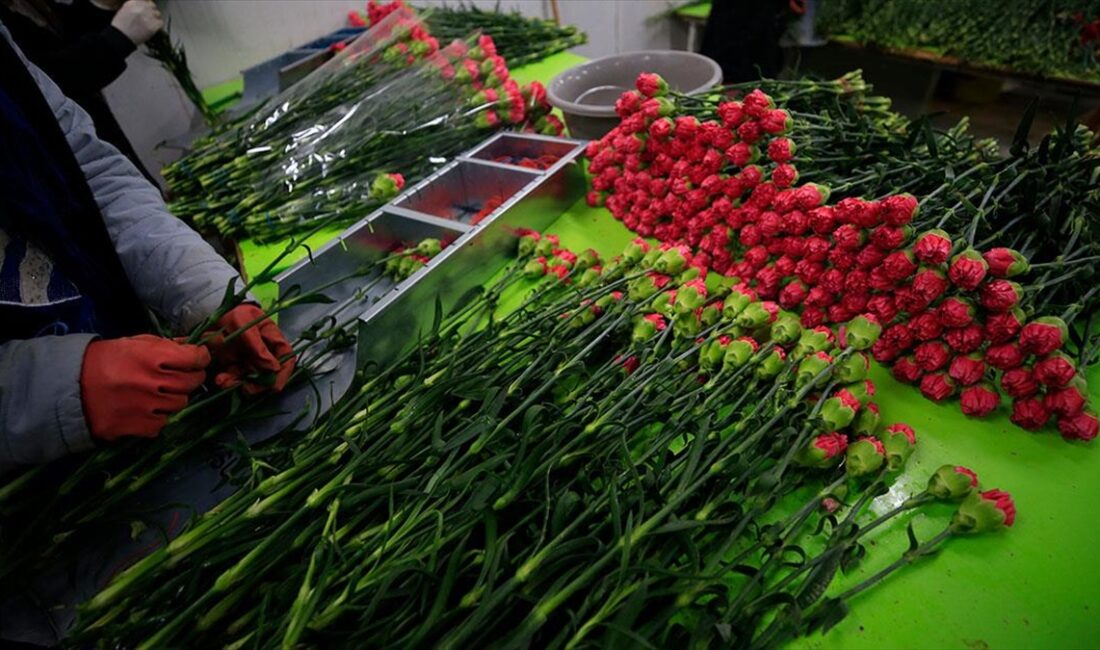 ANTALYA (AA) – Sera ve yayla üretimiyle sezonu 12 aya