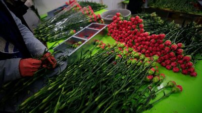 ANTALYA (AA) – Sera ve yayla &uuml;retimiyle sezonu 12 aya