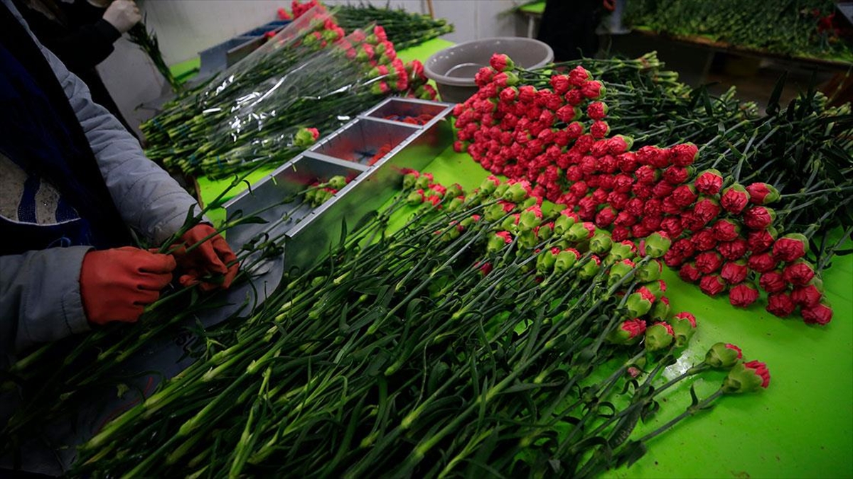 ANTALYA (AA) – Sera ve yayla üretimiyle sezonu 12 aya