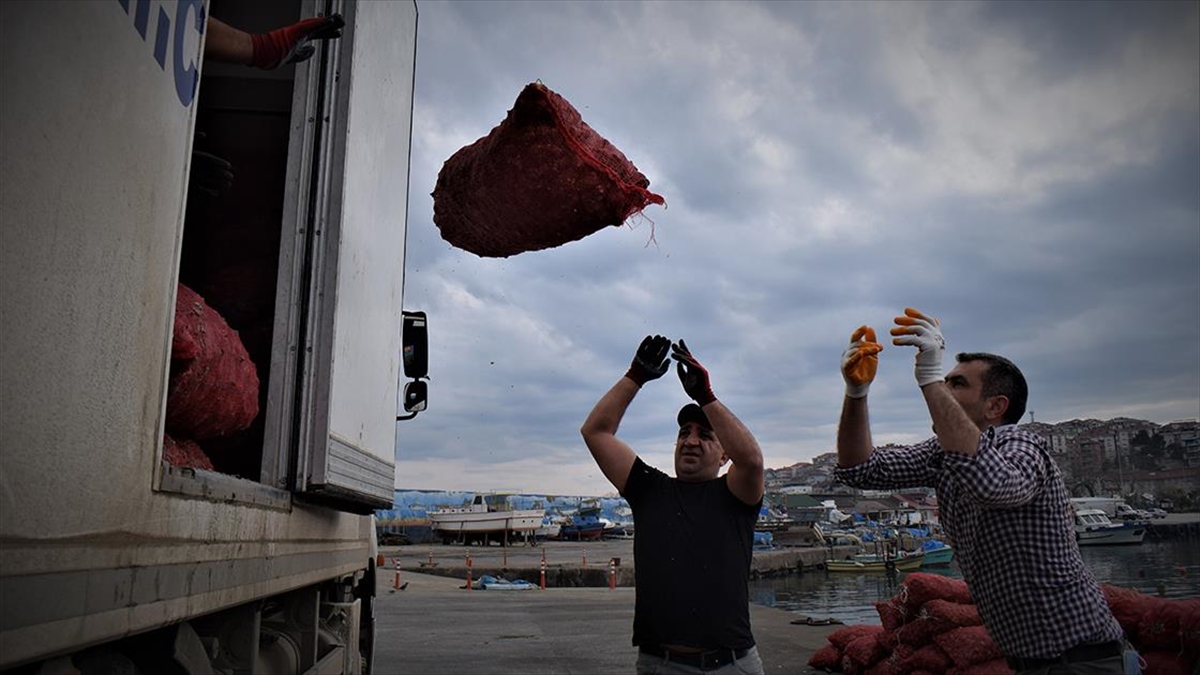 Türkiye'den ocak-kasım döneminde yapılan deniz salyangozu ihracatından sağlanan gelir geçen