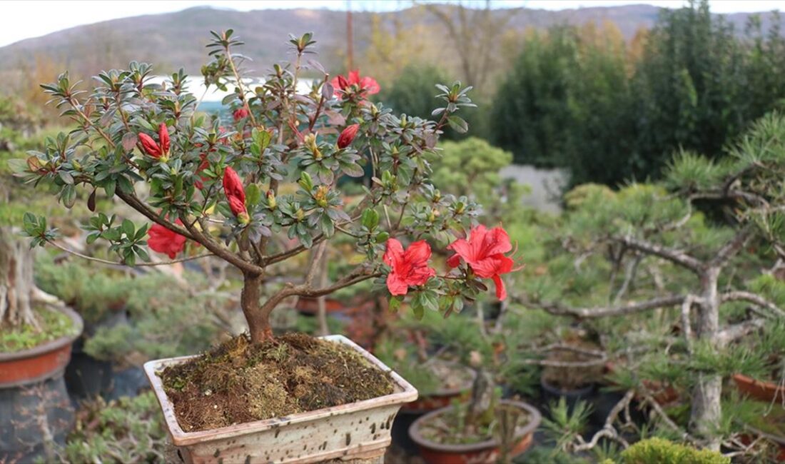 Yalova'da yapımı süren bonsai müzesi, Uzak Doğu kökenli saksıda minyatür