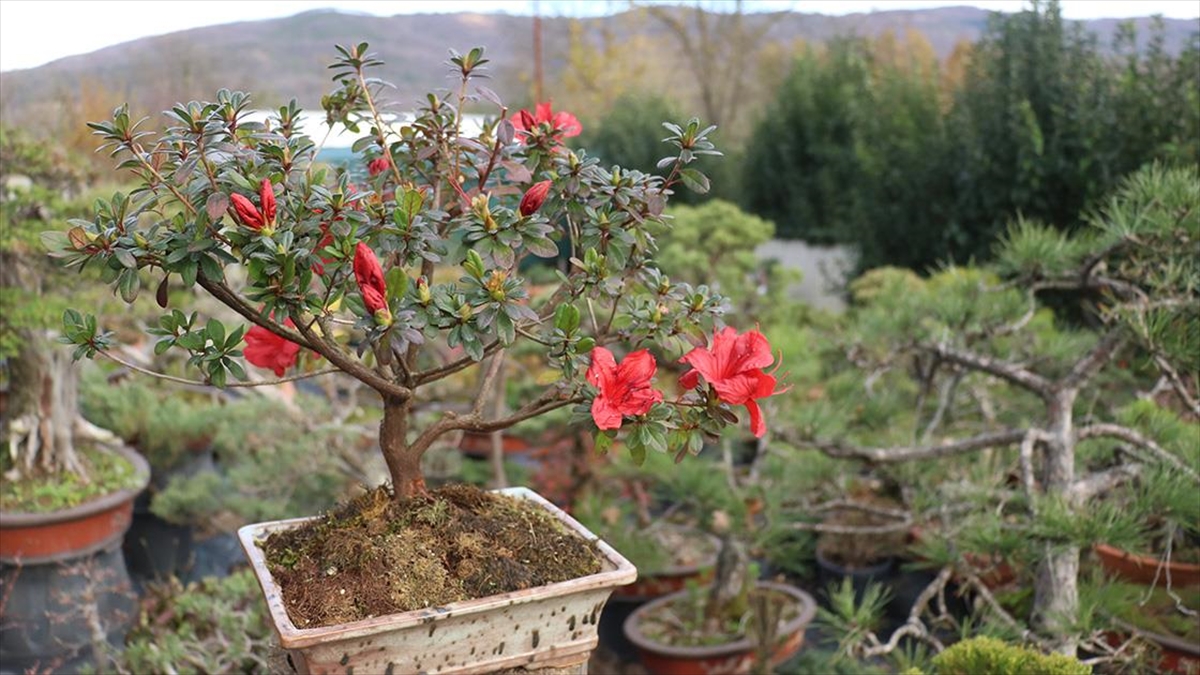 Yalova'da yapımı süren bonsai müzesi, Uzak Doğu kökenli saksıda minyatür