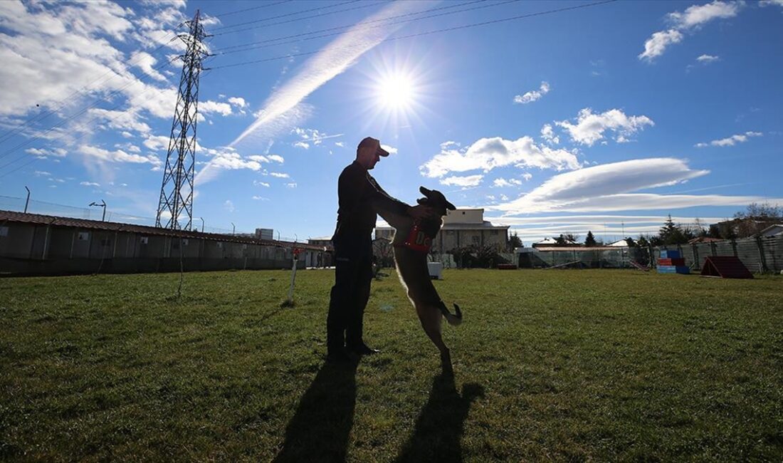 Uyuşturucu arama köpeği "Meke", hassas burnuyla son yılların en önemli