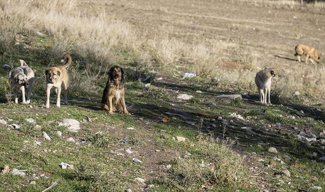 TVHB Merkez Konseyi Başkanı Murat Arslan, "Denetimsiz üretim ve satışların