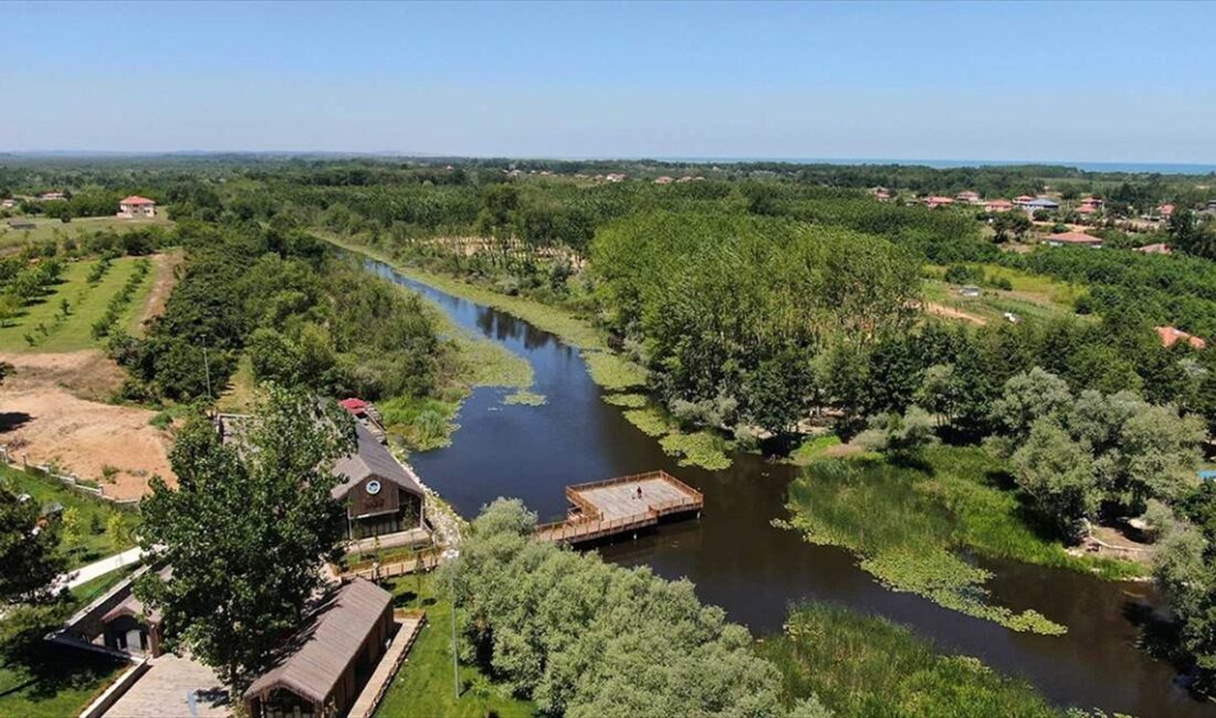 Sakarya'da bulunan Türkiye'nin tek parça halindeki en büyük subasar ormanı