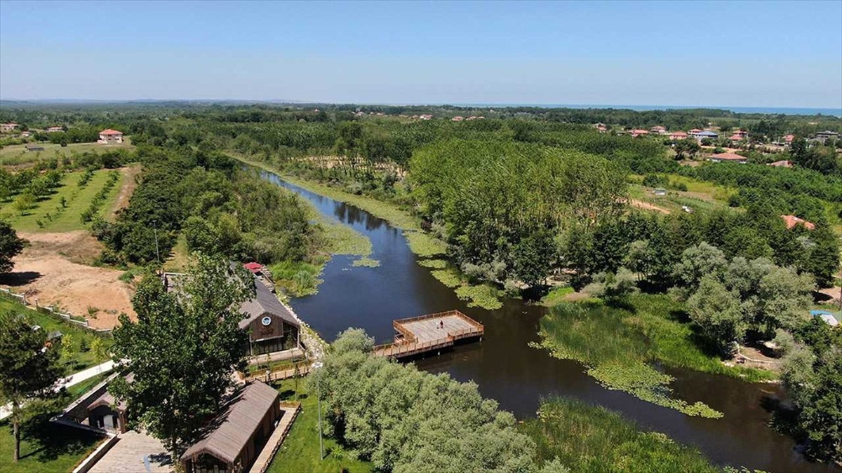 Sakarya'da bulunan Türkiye'nin tek parça halindeki en büyük subasar ormanı