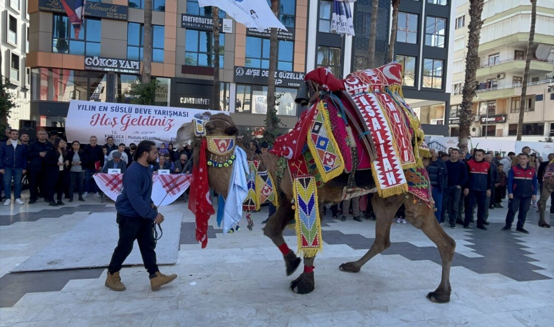 ANTALYA (AA) – Antalya'nın Kumluca ilçesinde, "Deve Güreşi" etkinliği kapsamında