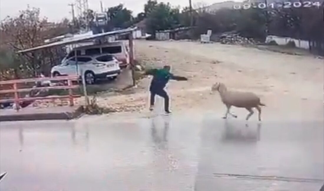 ANTALYA (AA) – Antalya'nın Finike ilçesinde yolun karşısına geçmeye çalışan