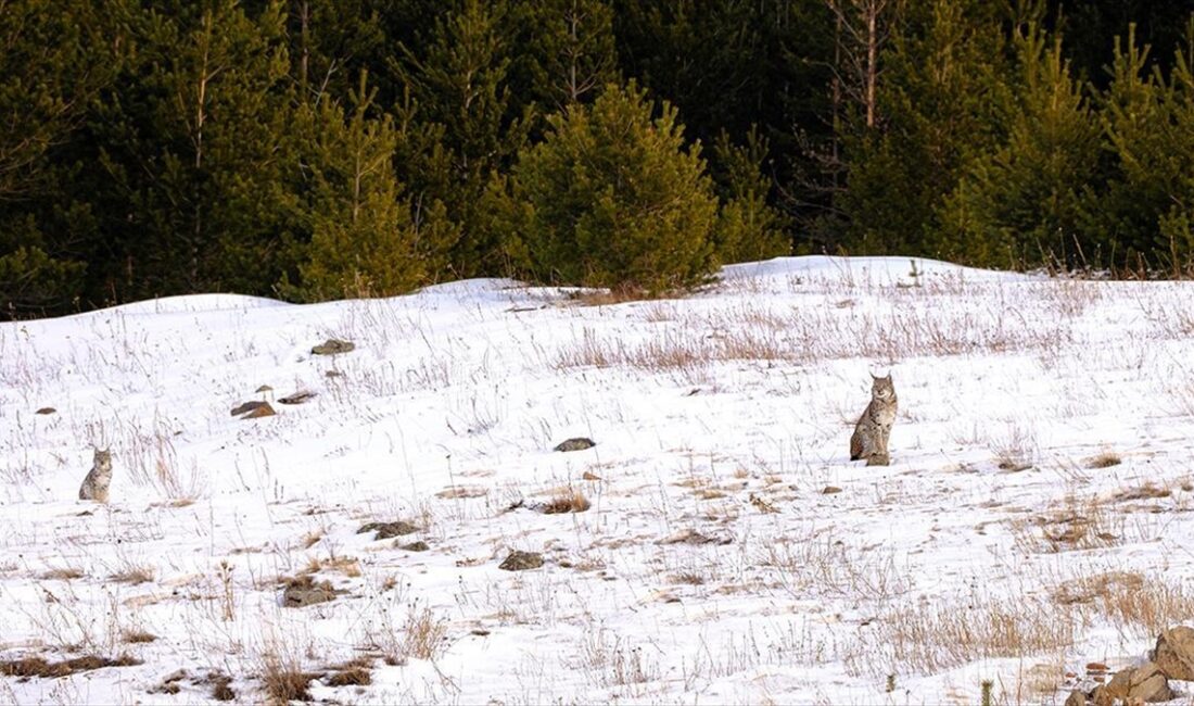Nesli tükenme tehlikesi altında olan vaşak ile iki yavrusu, Ardahan'ın