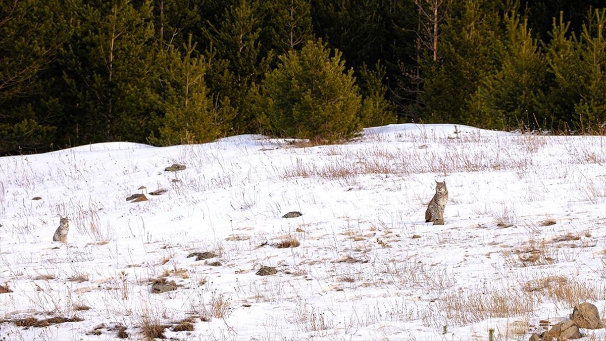 Nesli tükenme tehlikesi altında olan vaşak ile iki yavrusu, Ardahan'ın