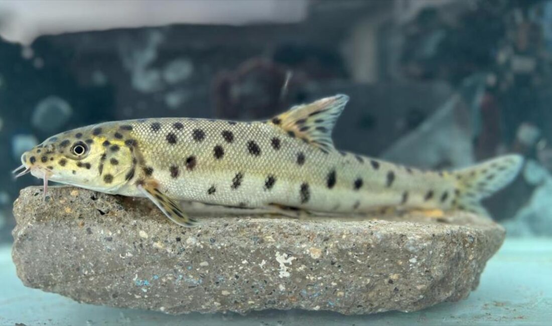 Dünyada nesli tükendiğine inanıldığı için kırmızı listeye alınan "leopar sazanı"na,