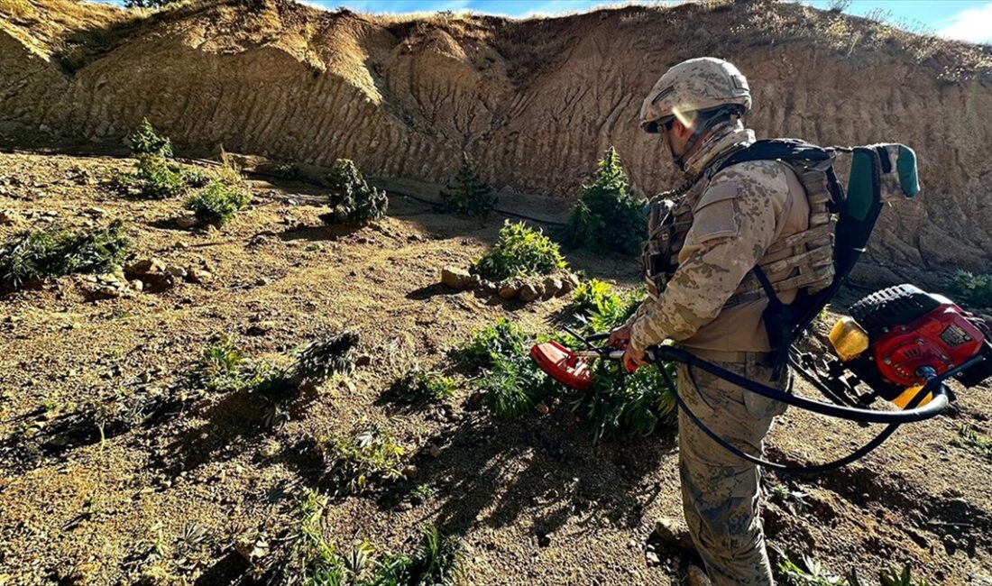 Diyarbakır'da jandarmanın 2023'te düzenlediği operasyonlarda, 102 milyon 594 bin kök