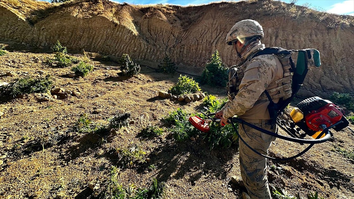 Diyarbakır'da jandarmanın 2023'te düzenlediği operasyonlarda, 102 milyon 594 bin kök