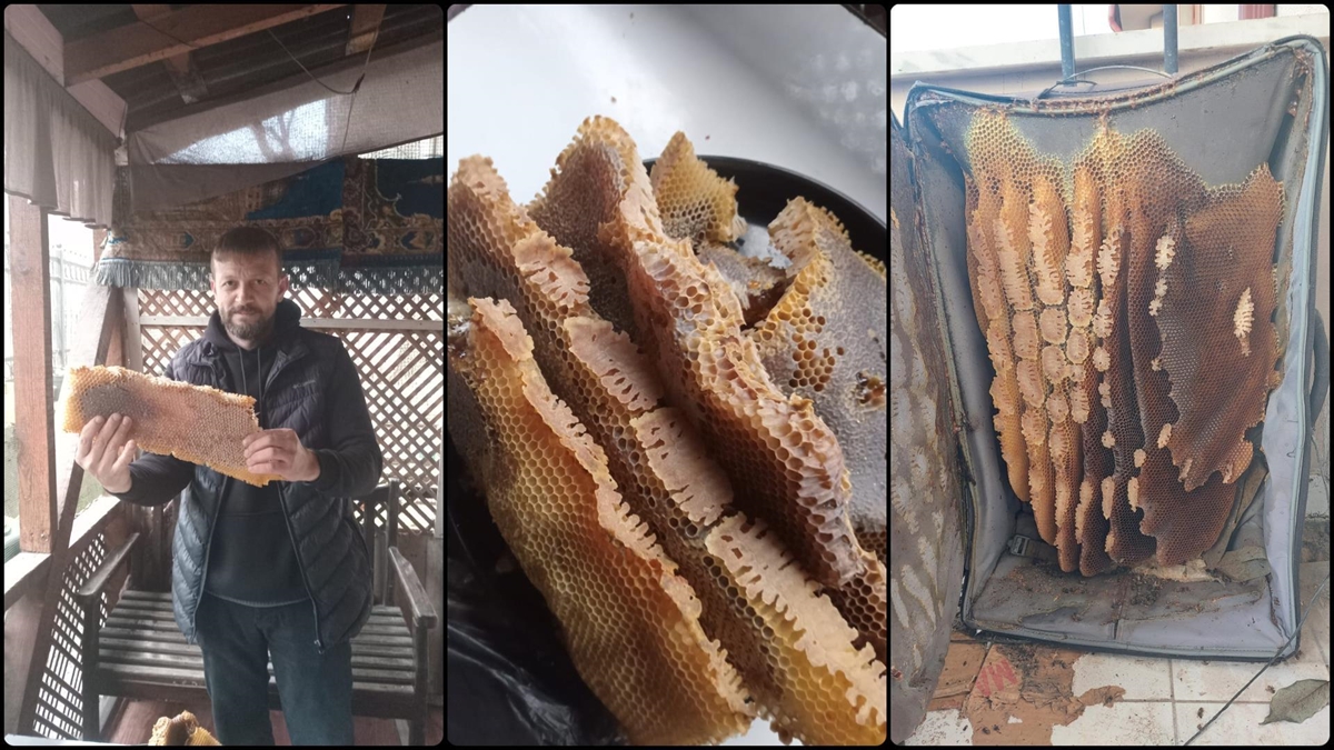 Düzce'nin Yığılca ilçesinde bir evin balkonunda arıların petek yaptığı valizden