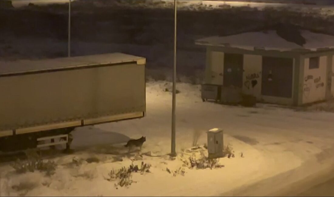 Erzurum'da kar yağışı ve soğuk hava nedeniyle yiyecek bulmakta güçlük
