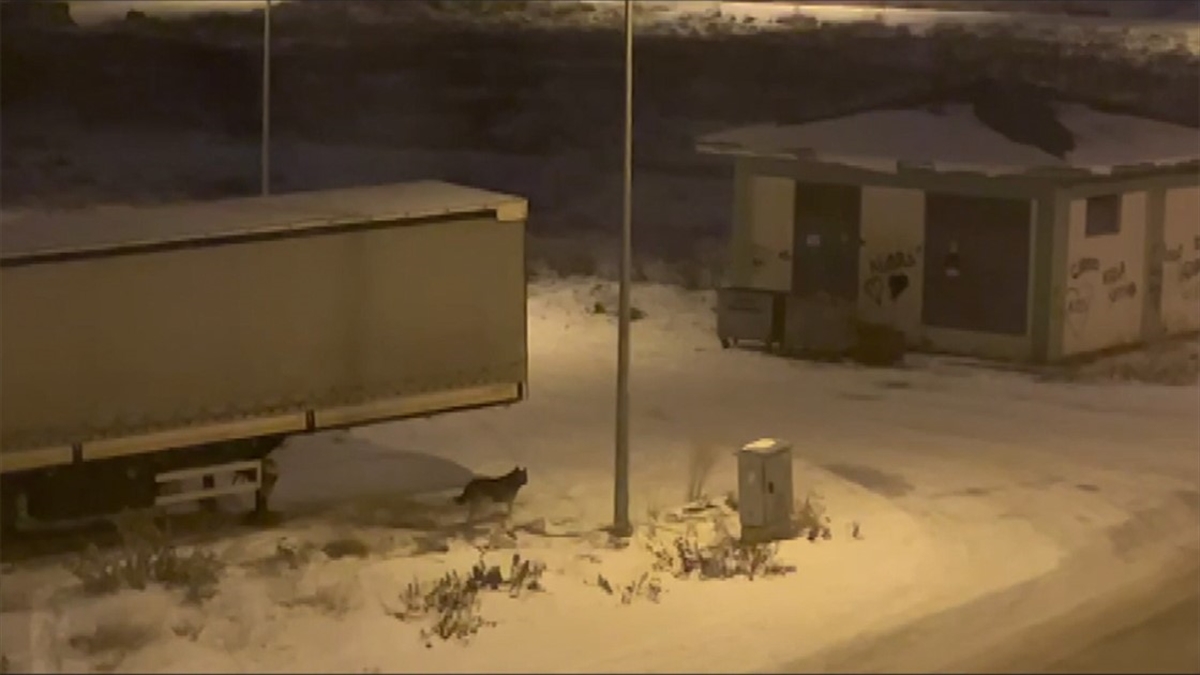 Erzurum'da kar yağışı ve soğuk hava nedeniyle yiyecek bulmakta güçlük