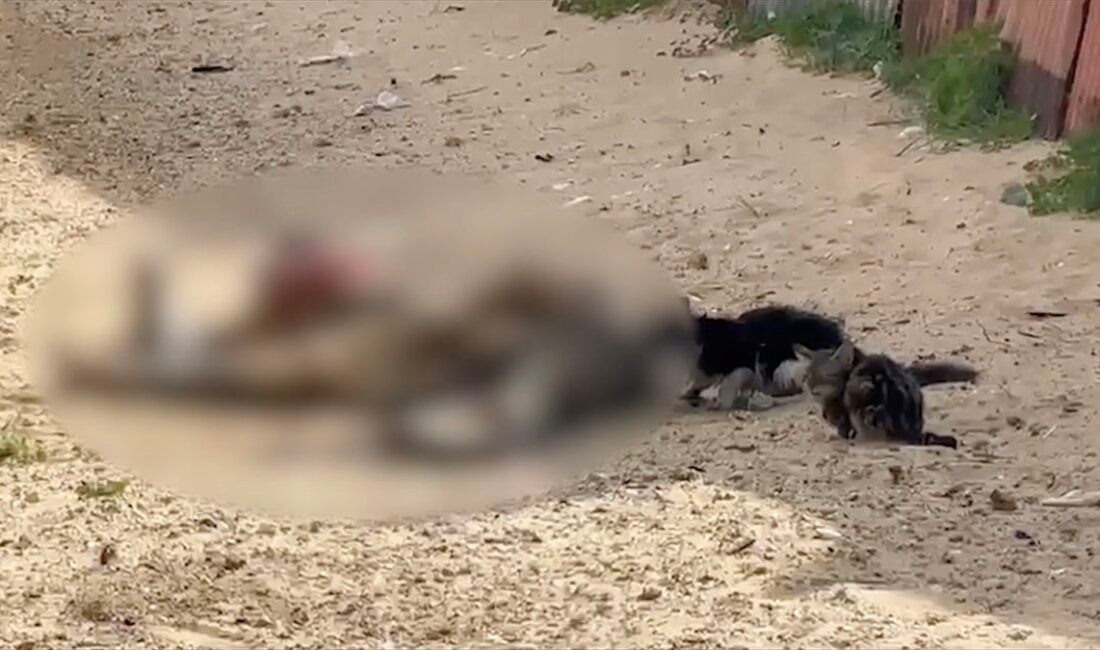 İsrail saldırısında Gazze Şeridi'nde öldürülen Filistinlilerin cansız bedenlerini sokak hayvanlarının