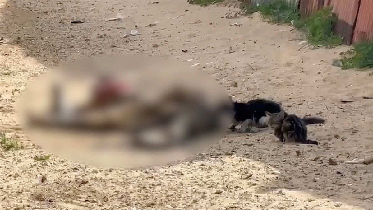 İsrail saldırısında Gazze Şeridi'nde öldürülen Filistinlilerin cansız bedenlerini sokak hayvanlarının