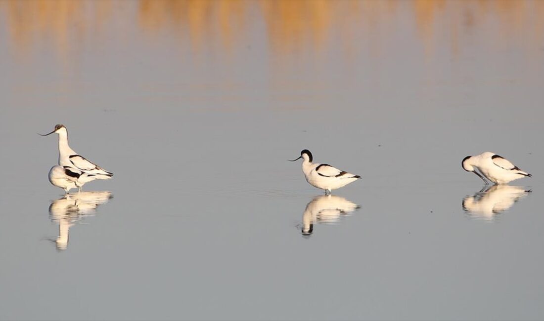 Iğdır'daki Karasu Sulak Alanı'nda kılıçgaga kuşlarının beslenme anları kameraya yansıdı.