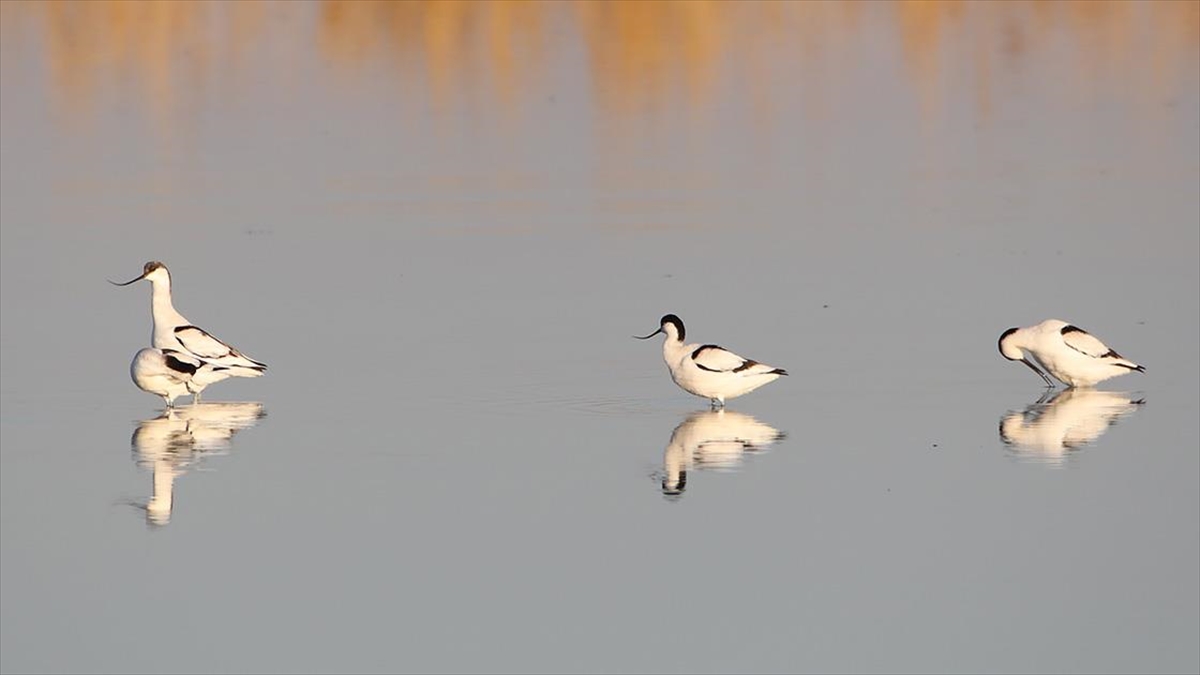 Iğdır'daki Karasu Sulak Alanı'nda kılıçgaga kuşlarının beslenme anları kameraya yansıdı.