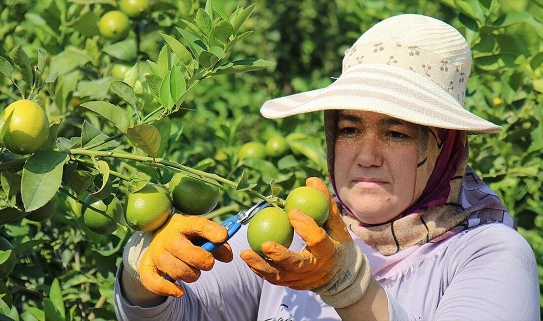 Türkiye'de geçen yıl bitkisel üretim bir önceki yıla göre limonda